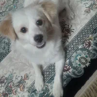 اشپیتز پامر ،دوساله وماده هستش