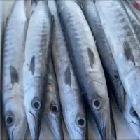 ماهی دریا پرورشی رودخانه همه انواع ماهی مرغ تعونی