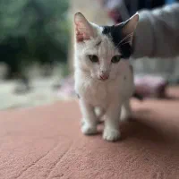 واگذاری گربه تاکسیدو|گربه|گرگان, |دیوار