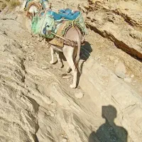 خرر|حیوانات مزرعه|جوانرود, |دیوار