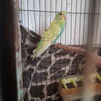 مرغ عشق ُسالم چلوندنی|پرنده|ساری, |دیوار