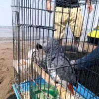 کاسکو|پرنده|فشاپویه, |دیوار