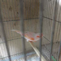 قناری مزایکی قرمز و سیلور و عروس هلندی