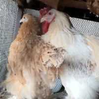 مرغ وخروس برهما|حیوانات مزرعه|بهبهان, |دیوار