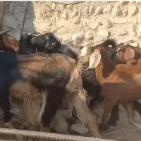 ۳۰ راس بزکهره دار و ابستن داشتی جوان|حیوانات مزرعه|لامرد, |دیوار