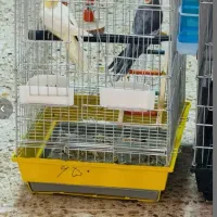 دو عدد عروس هلندی