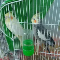 طوطی|پرنده|ایذه, |دیوار