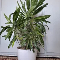 گل نخل ماداگاسکار خرفه تنه دار هویا فیلندرون پینک|گل و گیاه طبیعی|تهران, شهرک امام خمینی|دیوار