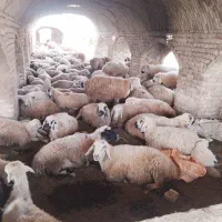 گوسفند فروشی