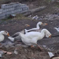 قوغاز (لیندا)|حیوانات مزرعه|بهنمیر, |دیوار