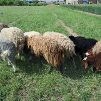 فروش ۶۶ راس میش درجه یک و قوچ (۳۴ جفت)