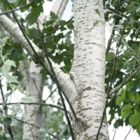 تولید نهال کبوده