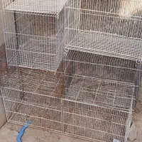 کتوله بالغ مولد نژاددارسالم انواع قفس نان خشک|پرنده|بیرجند, |دیوار