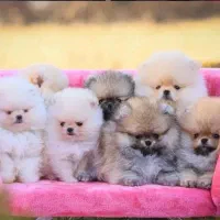 انوا.ع توله سگ های فانتزی