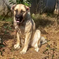 واگذاری ماده سرابی|سگ|عباس‌آباد, |دیوار