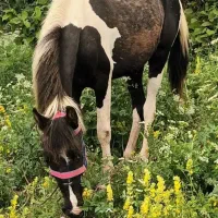 فروش اسب ابلغ شکم پر