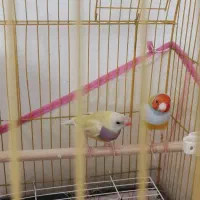 جفت مولد گلدین