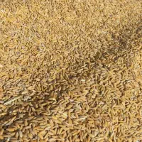 چلتوک‌چمپا‌عنبربو