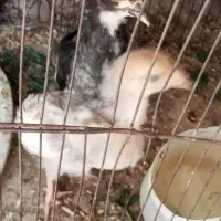 مرغ وخروس وجوجه