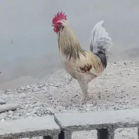 مرغ و خروس ریشی