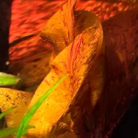 گیاهان آبزی