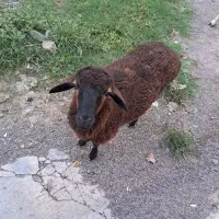 گوسفند سرحال و بانمک