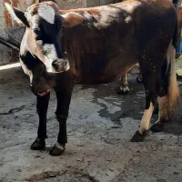 گوساله