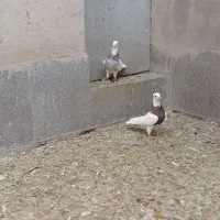 طوقی ناب کاکلی|پرنده|همدان, |دیوار