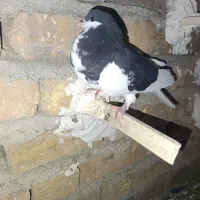 کبوتر یا کفتر|پرنده|کوه چنار, |دیوار