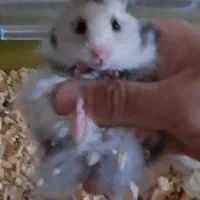 همستر سوری مو بلند با قفس