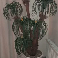 گل وگلدان مصنوعی.بسیارزیبا.|گل مصنوعی|فولادشهر, B4|دیوار