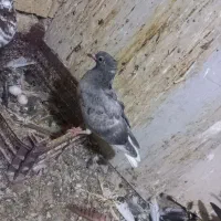 کبوتر جوجه دمسفید|پرنده|کارون, |دیوار