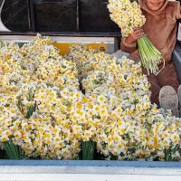 گل نرگس شهلای بهبهان