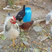 جوجه محلی مرغ خروس