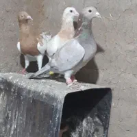 کبوتر هفرنگ زرد یهودی