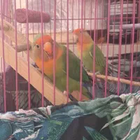 طوطی برزیلی