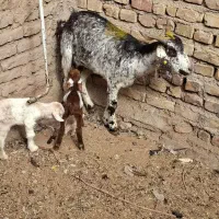 بزدوقلو زا بادوتا کهره و دوعدد بره شیری|حیوانات مزرعه|کرمان, |دیوار