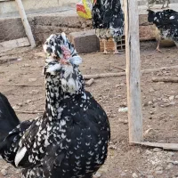 تخم مرغ گلین|حیوانات مزرعه|جونقان, |دیوار