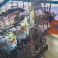 پرنده،عروس هلندی|پرنده|کوچصفهان, |دیوار