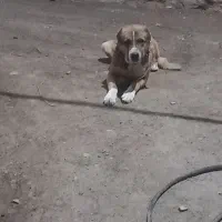 سگ سرابی بشرت جانور