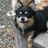 پامر روباهی بلک ان تن  رنگ کمیاب نر