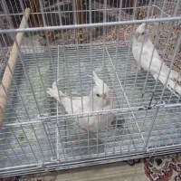 عروس هلندی نژاد آلبینو