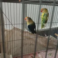 جفت مولد با جوجه|پرنده|قم, تولید دارو و یخچال|دیوار