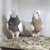 یه جفت کبوتر  طوقی نرو ماده|پرنده|سنندج, |دیوار