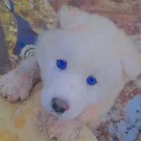 هاسکی|سگ|رشت, حومه رشت|دیوار