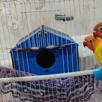 طوطک برزیلی(فیشر)|پرنده|مرند, |دیوار