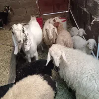 گوسفند فروشی جوان و دوقلو زا