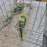 مرغ عشق  پروانه ای|پرنده|سراوان, |دیوار