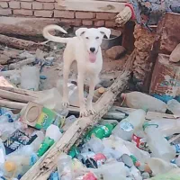 سگ نر برای نگهبانی