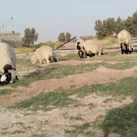 گوسفند معاوضه با بز مری اصل